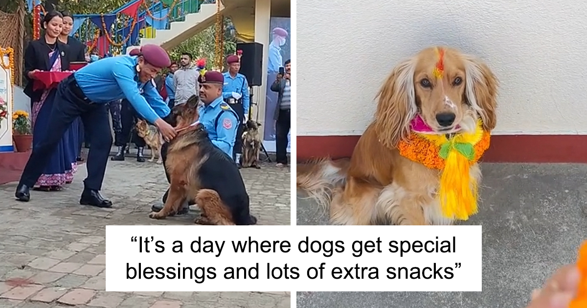 People Share Videos Celebrating Annual Hindu Festival That Honors Bond Between Dogs And Humans - Vimarsana News