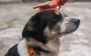 In This Annual Nepalese Festival, Dogs Get Pampered For Being God’s Messengers