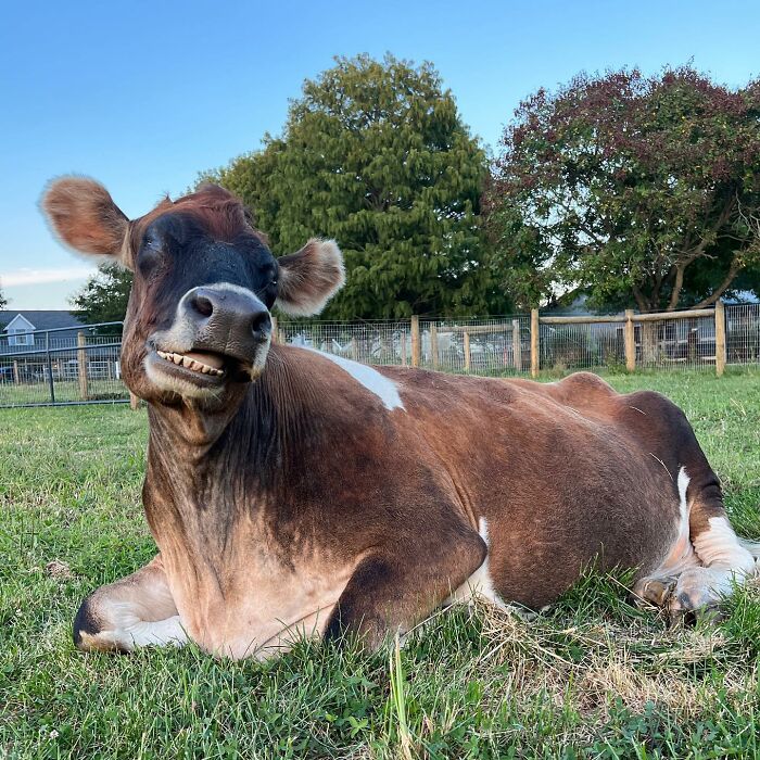 This Blind Cow Can’t Stop Cuddling With The People Who Rescued Her From A Dairy Farm