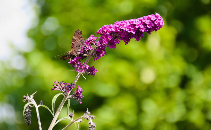 Butterfly Bush with butterfly on it 