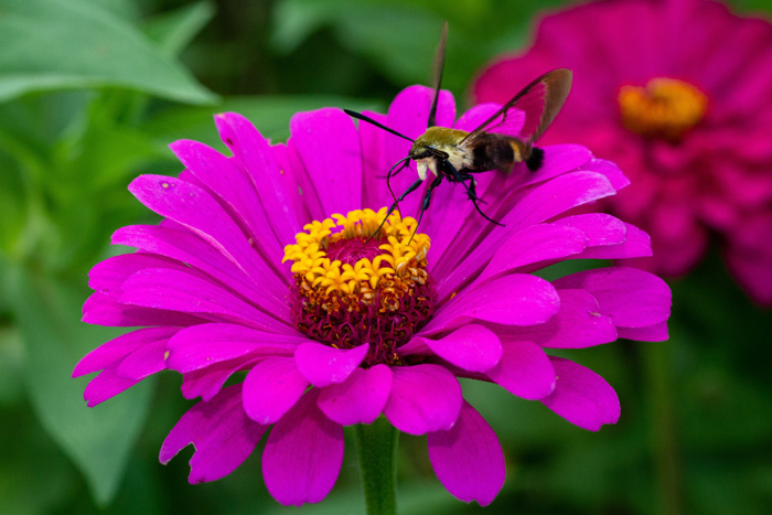 Pink Zinnia with an insect on it
