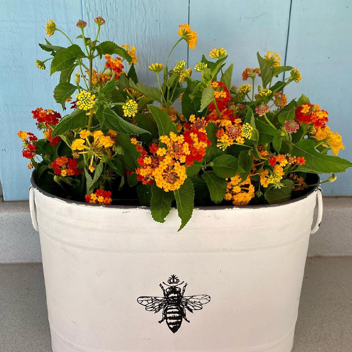Orange and yellow lantana in the pot with a bee 