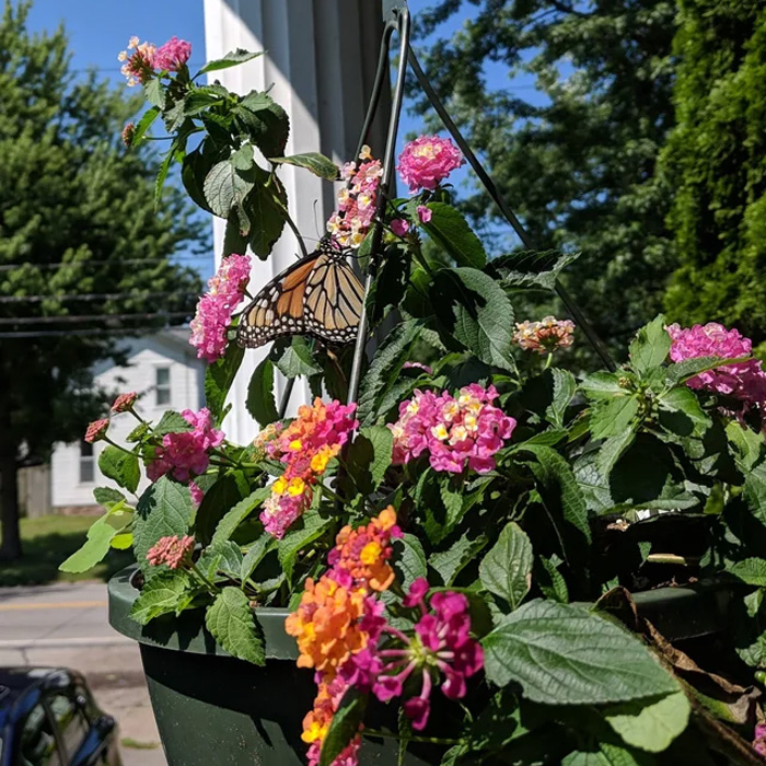 Lantana with butterfly on it in the pot 