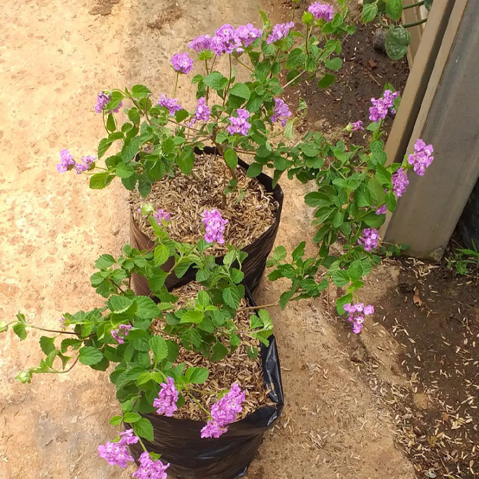 Two purples lantanas in the pot 