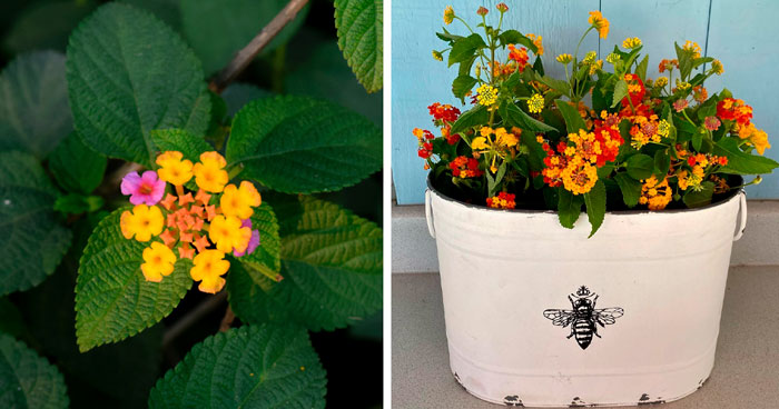 Lantana Flowers: A Complete Guide to Growth and Care
