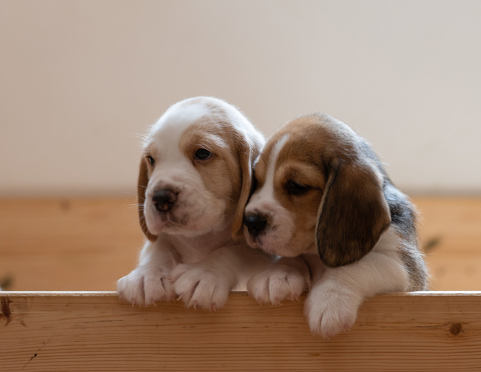Two puppies next to each other 