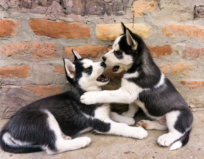 Two husky puppies playing with each other 