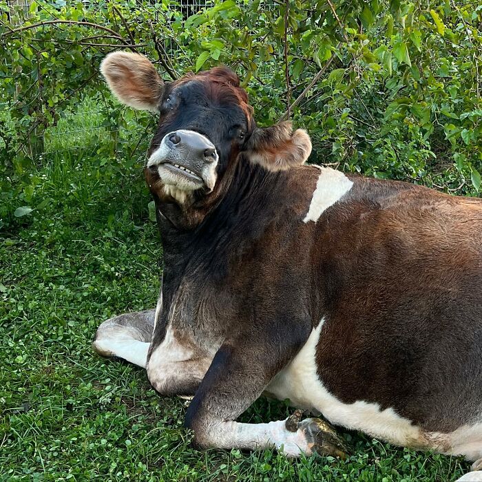This Blind Cow Can’t Stop Cuddling With The People Who Rescued Her From A Dairy Farm