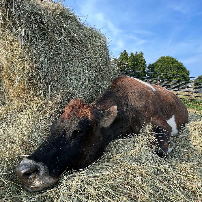 This Blind Cow Can’t Stop Cuddling With The People Who Rescued Her From A Dairy Farm