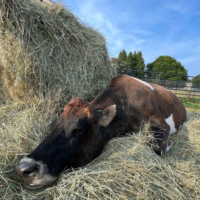 This Blind Cow Can’t Stop Cuddling With The People Who Rescued Her From A Dairy Farm This Blind Cow Can’t Stop Cuddling With The People Who Rescued Her From A Dairy Farm