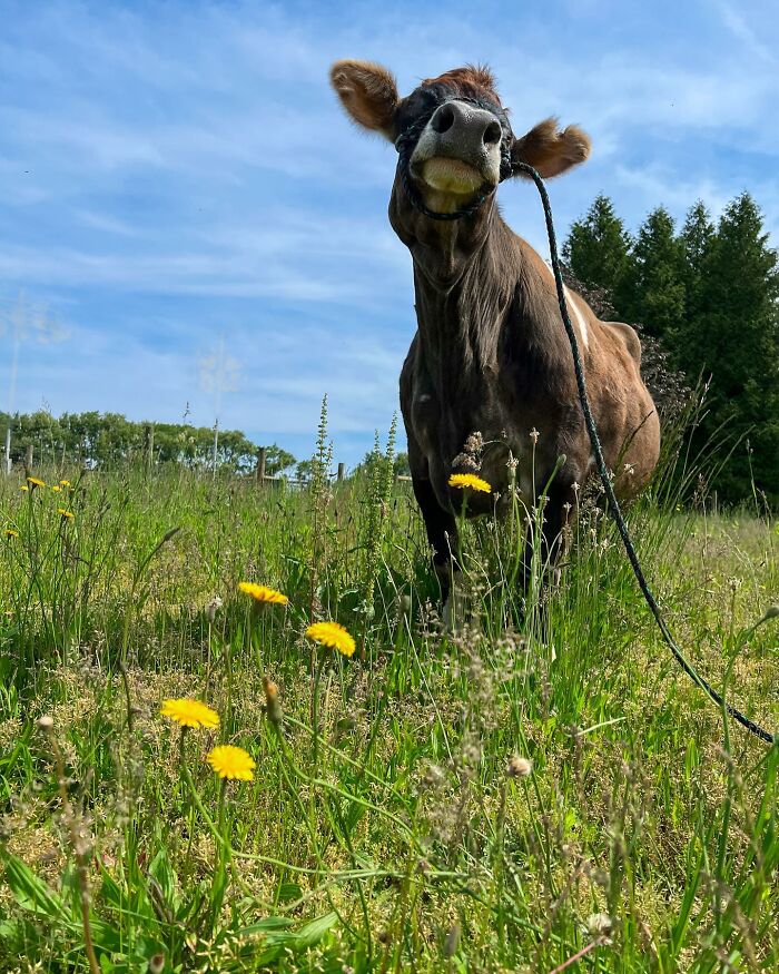 This Blind Cow Can’t Stop Cuddling With The People Who Rescued Her From A Dairy Farm This Blind Cow Can’t Stop Cuddling With The People Who Rescued Her From A Dairy Farm