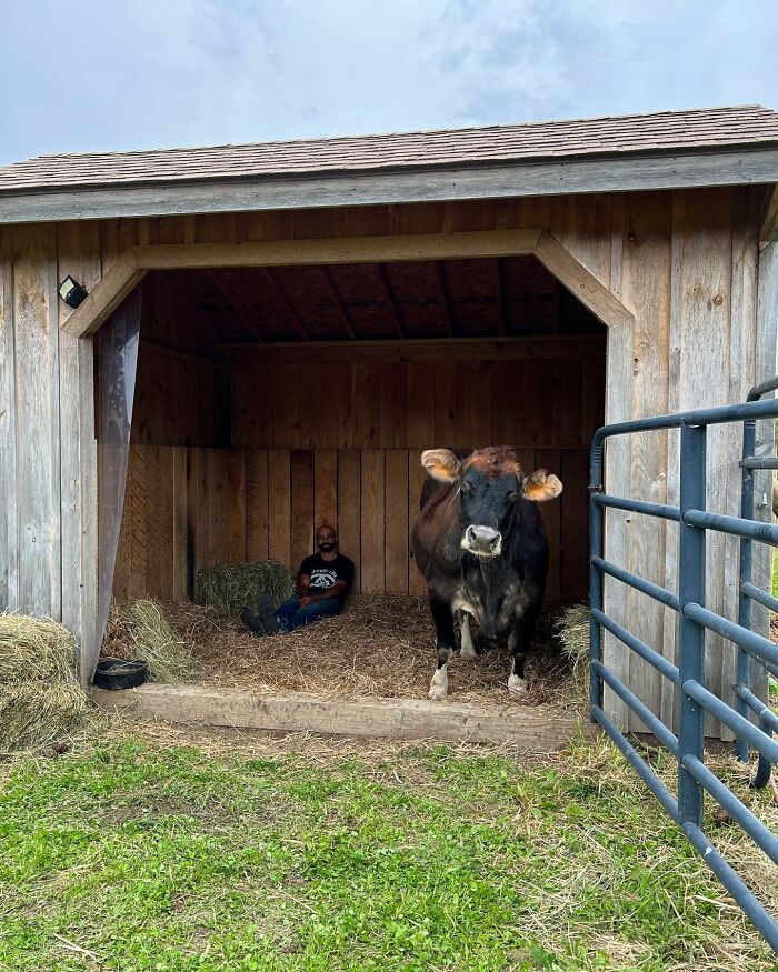 This Blind Cow Can’t Stop Cuddling With The People Who Rescued Her From A Dairy Farm