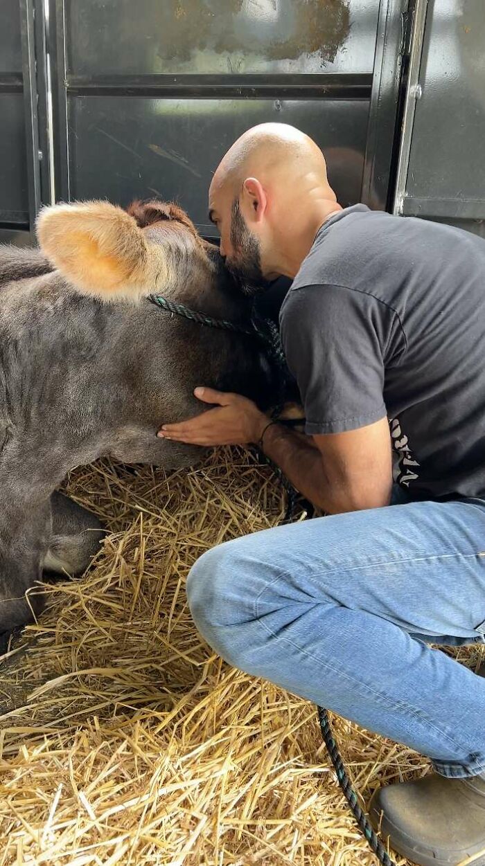 This Blind Cow Can’t Stop Cuddling With The People Who Rescued Her From A Dairy Farm