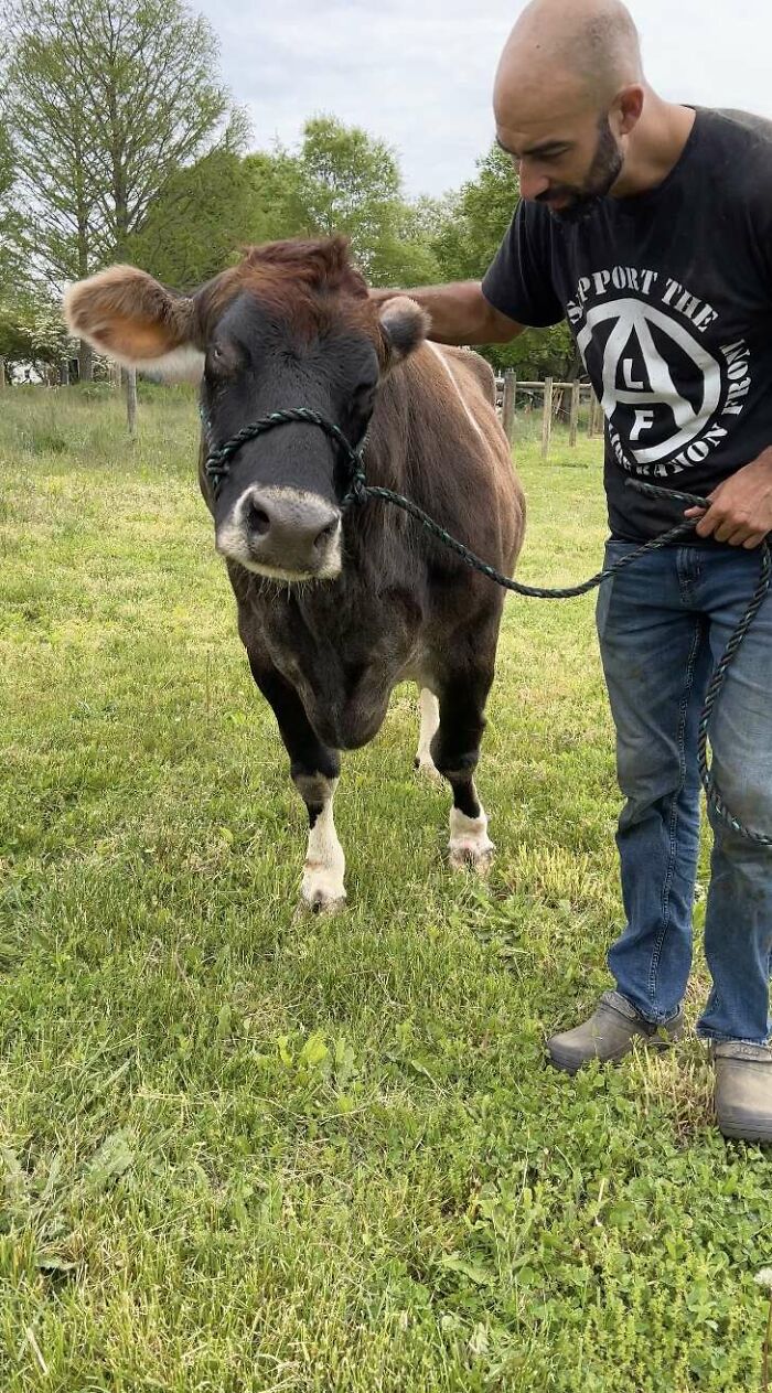 This Blind Cow Can’t Stop Cuddling With The People Who Rescued Her From A Dairy Farm