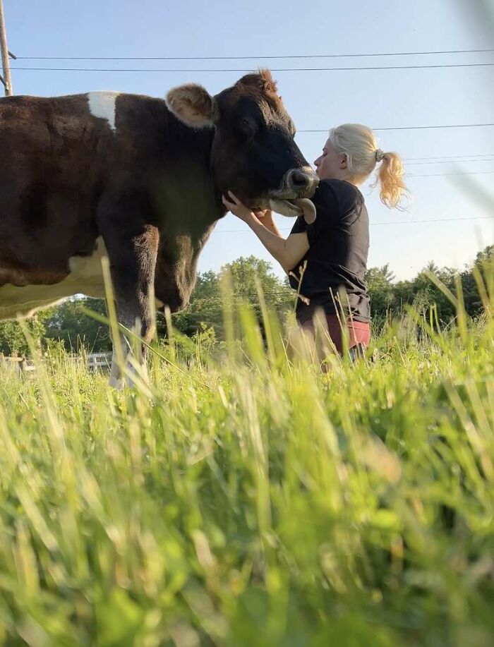 This Blind Cow Can’t Stop Cuddling With The People Who Rescued Her From A Dairy Farm