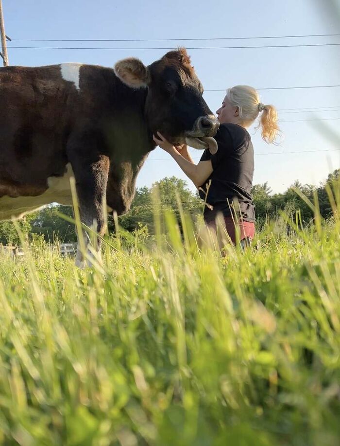 This Blind Cow Can’t Stop Cuddling With The People Who Rescued Her From A Dairy Farm This Blind Cow Can’t Stop Cuddling With The People Who Rescued Her From A Dairy Farm