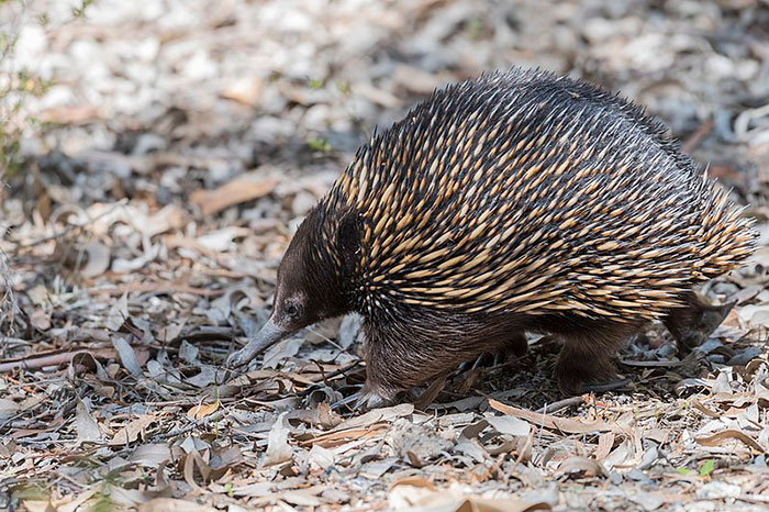 Echidna walking on dry leaves, representing the bizarre 200-million-year-old species scientists discovered is not extinct. Echidna walking on dry leaves, representing the bizarre 200-million-year-old species scientists discovered is not extinct.