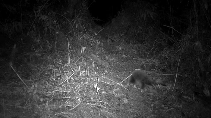 Nocturnal animal captured on trail camera, revealing a bizarre 200-million-year-old species thought to be extinct. Nocturnal animal captured on trail camera, revealing a bizarre 200-million-year-old species thought to be extinct.