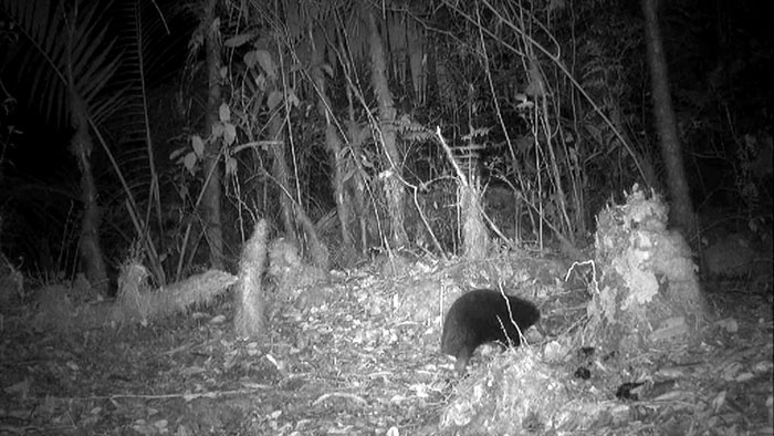 Nocturnal camera trap image of a bizarre 200-million-year-old species discovered by scientists in a dense forest habitat. Nocturnal camera trap image of a bizarre 200-million-year-old species discovered by scientists in a dense forest habitat.