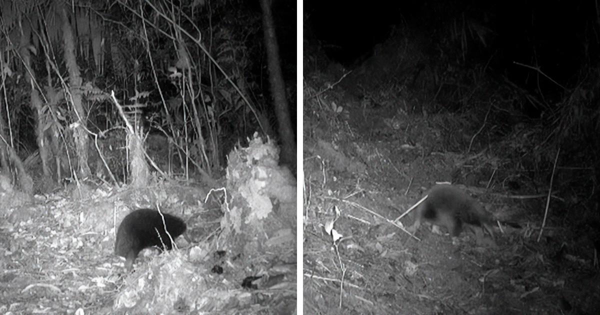 Scientists “Delighted” To Discover That A Bizarre 200-Million-Year-Old Species Isn’t Extinct