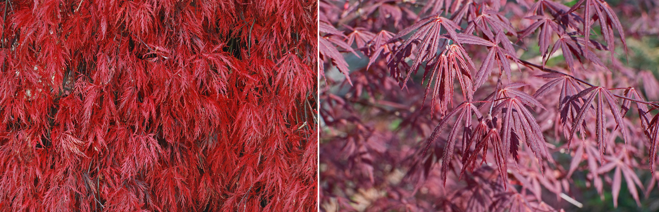 Compilation photo of Red Dragon Japanese maple (When the leaves are cherry and when they are scarlet like).