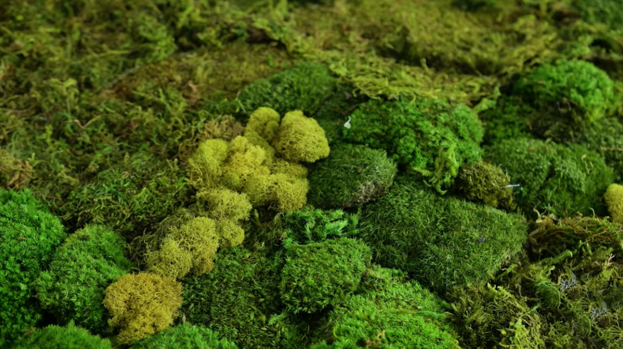 Photo of preserved moss.