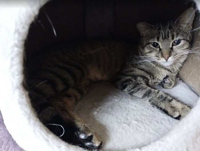 These Two Orphaned Kittens Are Learning To Enjoy The Warmth Of A Home These Two Orphaned Kittens Are Learning To Enjoy The Warmth Of A Home