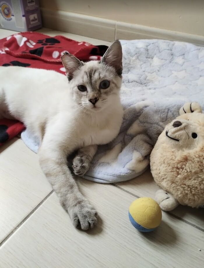 These Two Orphaned Kittens Are Learning To Enjoy The Warmth Of A Home These Two Orphaned Kittens Are Learning To Enjoy The Warmth Of A Home