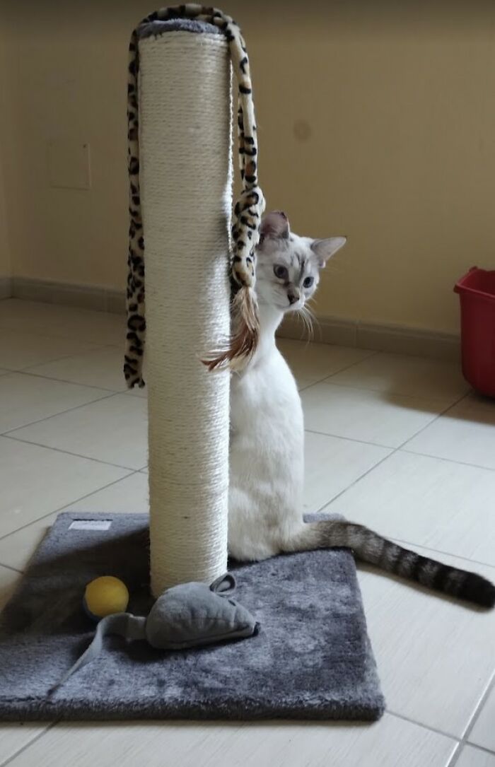 These Two Orphaned Kittens Are Learning To Enjoy The Warmth Of A Home These Two Orphaned Kittens Are Learning To Enjoy The Warmth Of A Home