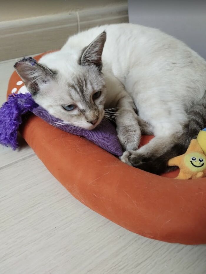 These Two Orphaned Kittens Are Learning To Enjoy The Warmth Of A Home These Two Orphaned Kittens Are Learning To Enjoy The Warmth Of A Home