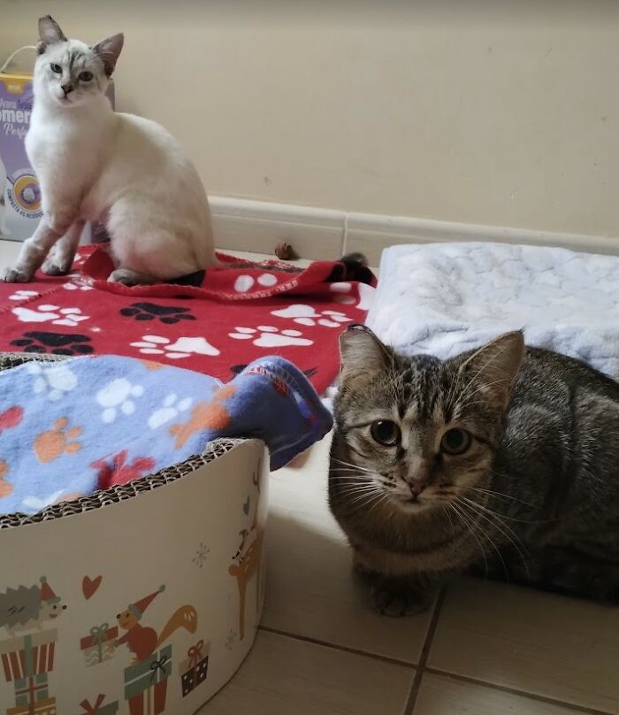These Two Orphaned Kittens Are Learning To Enjoy The Warmth Of A Home These Two Orphaned Kittens Are Learning To Enjoy The Warmth Of A Home