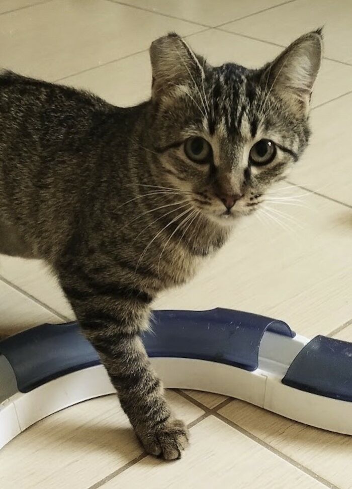 These Two Orphaned Kittens Are Learning To Enjoy The Warmth Of A Home These Two Orphaned Kittens Are Learning To Enjoy The Warmth Of A Home