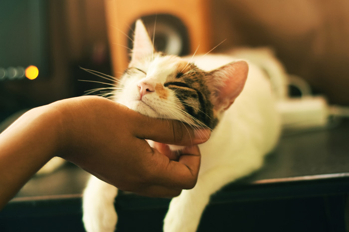 Human petting a cat