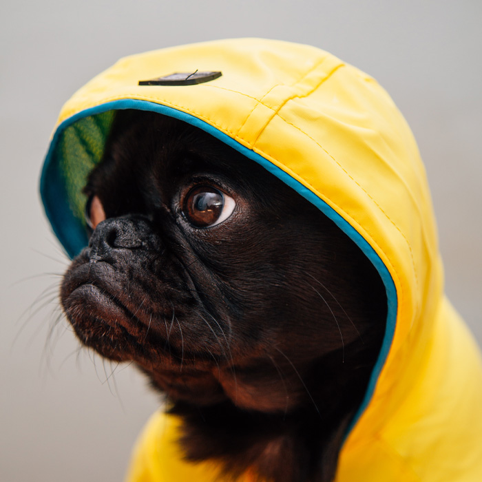 Pug wearing yellow raincoat 