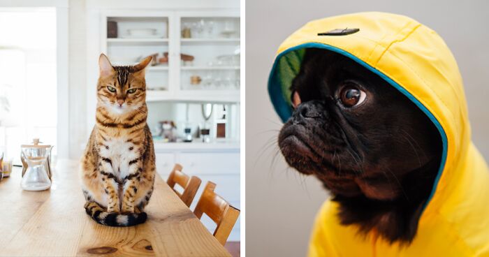 National Pet Day: List of Holidays