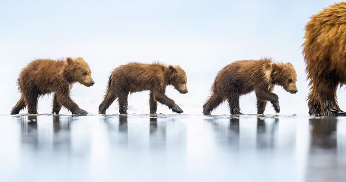 Meet The Winners: 30 Impressive Photos From The Nature Photographer Of The Year 2023 Awards