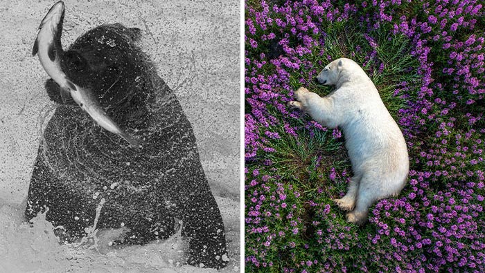 The 2023 International Photography Awards Has Revealed The Winning Nature Images (20 Pics)