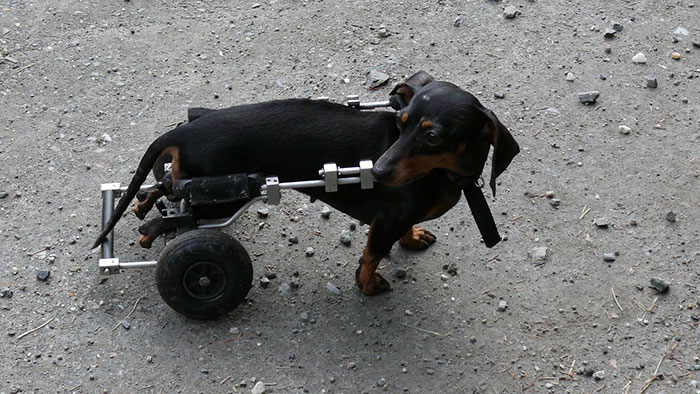 Dog walking with wheelchair.