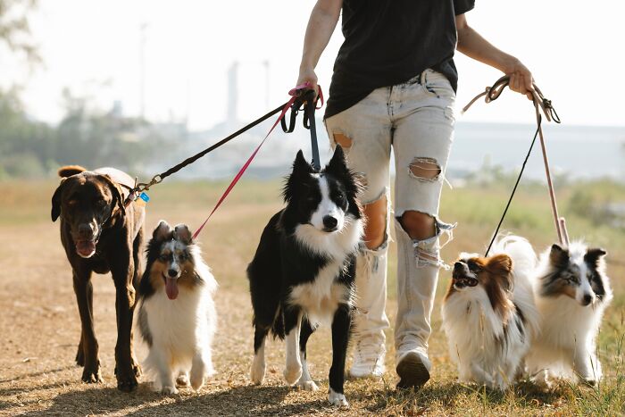 Person walking multiple dogs 