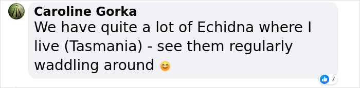 Comment by Caroline Gorka about seeing echidnas regularly in Tasmania, relating to scientists discovering a bizarre 200-million-year-old species. Comment by Caroline Gorka about seeing echidnas regularly in Tasmania, relating to scientists discovering a bizarre 200-million-year-old species.