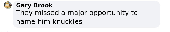 Comment by Gary Brook in a social media post discussing a missed opportunity to name a bizarre 200-million-year-old species knuckles. Comment by Gary Brook in a social media post discussing a missed opportunity to name a bizarre 200-million-year-old species knuckles.