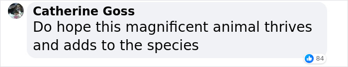 “It’s An Incredible Event”: Critically Endangered Sumatran Rhino Welcomes Her First Baby Calf “It’s An Incredible Event”: Critically Endangered Sumatran Rhino Welcomes Her First Baby Calf