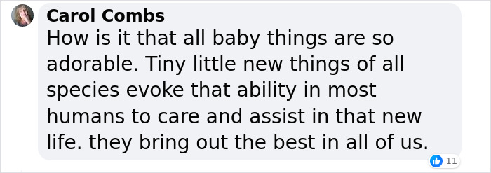 “It’s An Incredible Event”: Critically Endangered Sumatran Rhino Welcomes Her First Baby Calf “It’s An Incredible Event”: Critically Endangered Sumatran Rhino Welcomes Her First Baby Calf