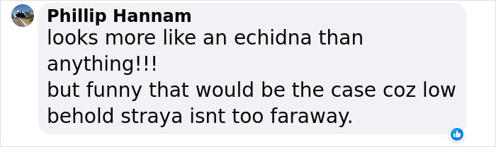 Facebook comment by Phillip Hannam discussing resemblance to an echidna and mentioning Australia in informal style. Facebook comment by Phillip Hannam discussing resemblance to an echidna and mentioning Australia in informal style.