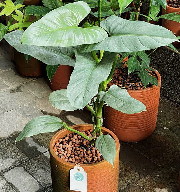 Philodendron Silver Sword in a pot