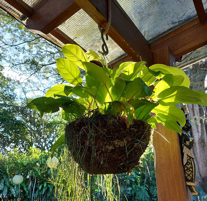 Philodendron hanging from the pot in sunlight 