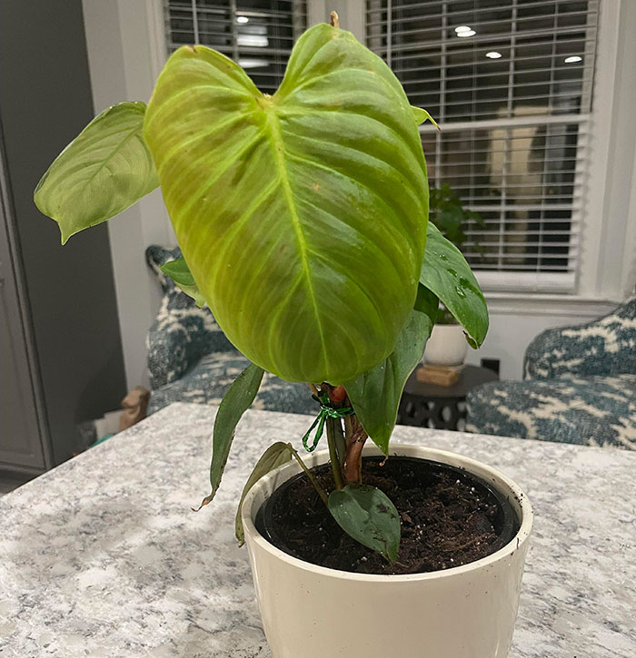 Philodendron in a white pot 