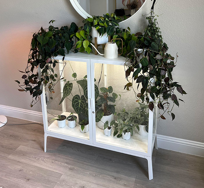 Philodendron plants in a humidity cabinet 