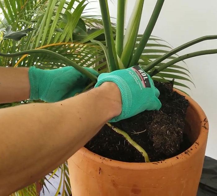 Replanting philodendron in a pot 