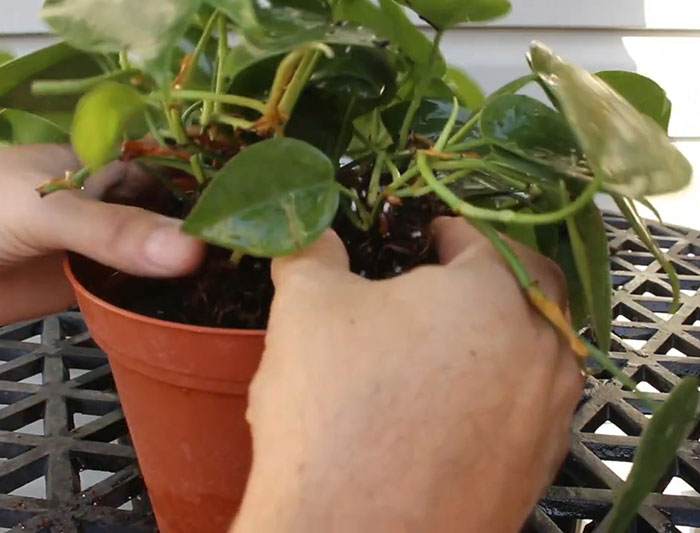 Person planting philodendron in the pot 